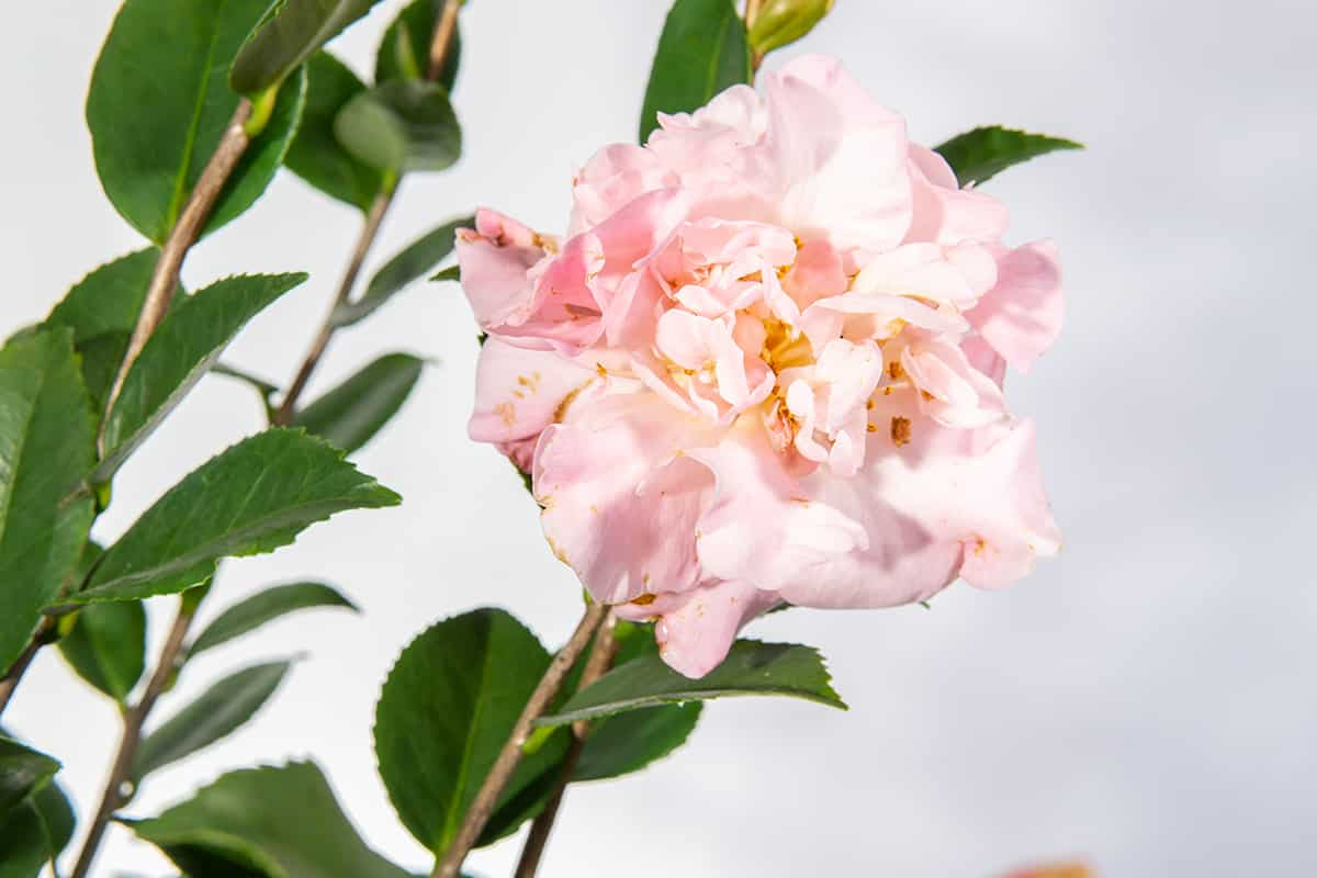 Camellia High Fragrance