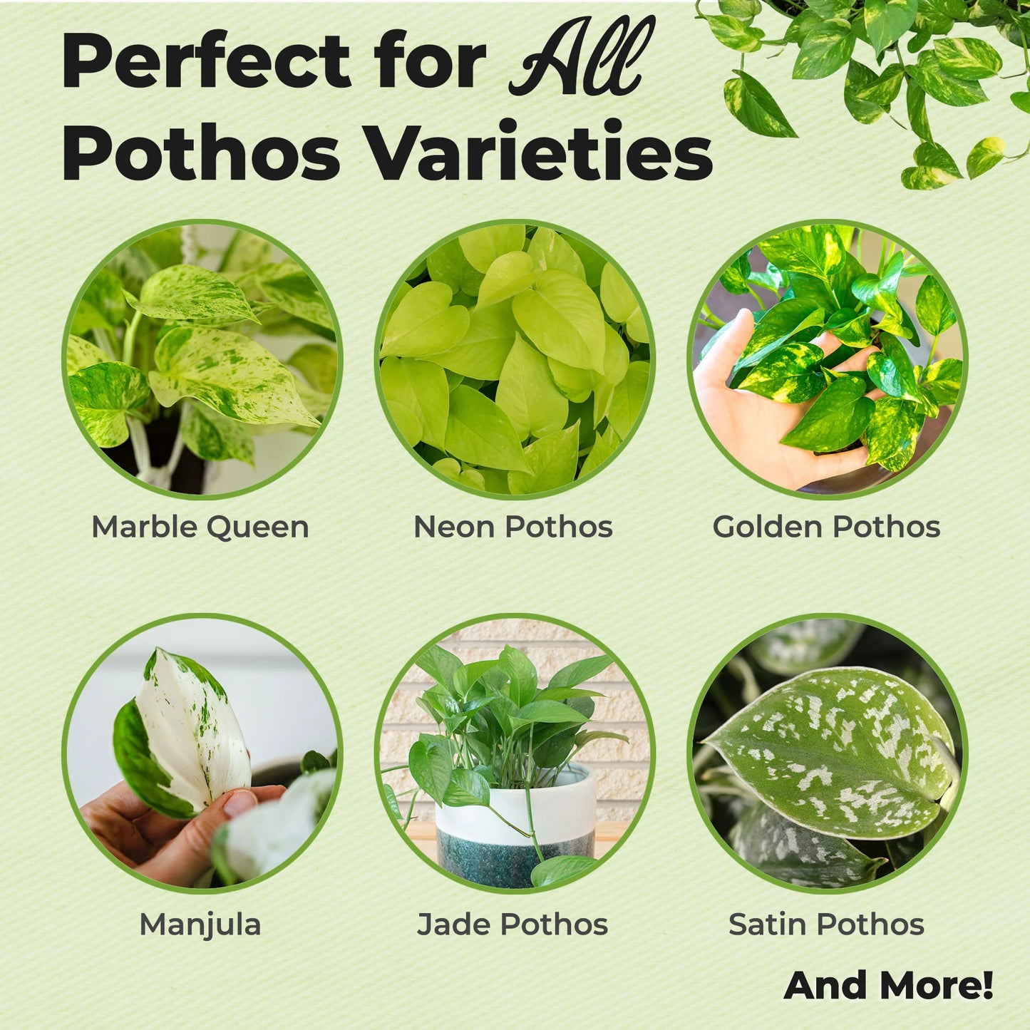 Liquid Mist Fertilizer for Pothos