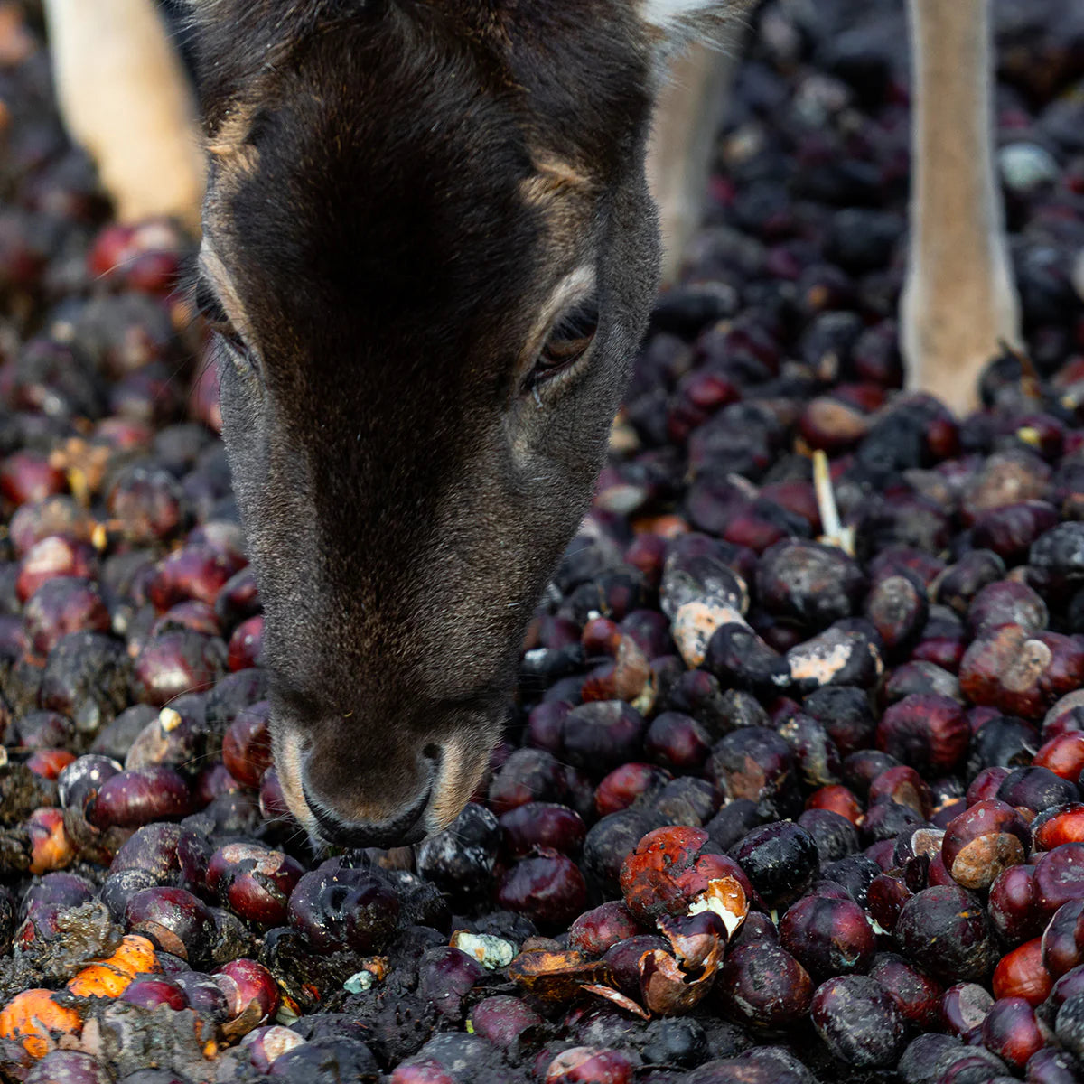 Hybrid American Chestnut Tree