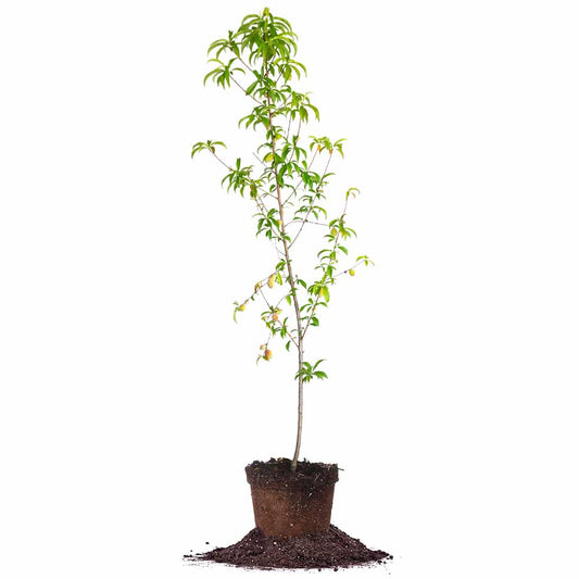 Belle of Georgia Peach Tree