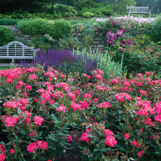 Red Knock Out® Rose Bush