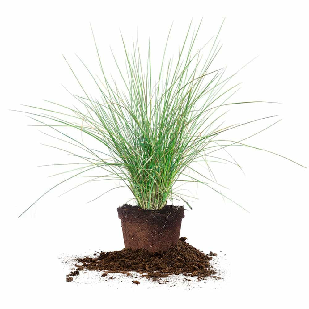 Dwarf Pink Muhly Grass Shrub