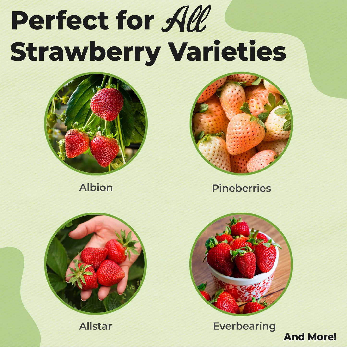 Potting Soil for Strawberries