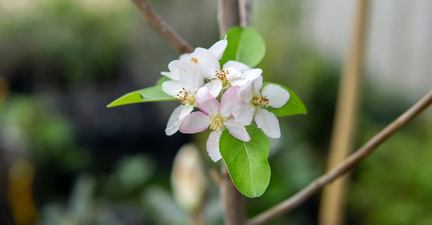Granny Smith Apple Tree