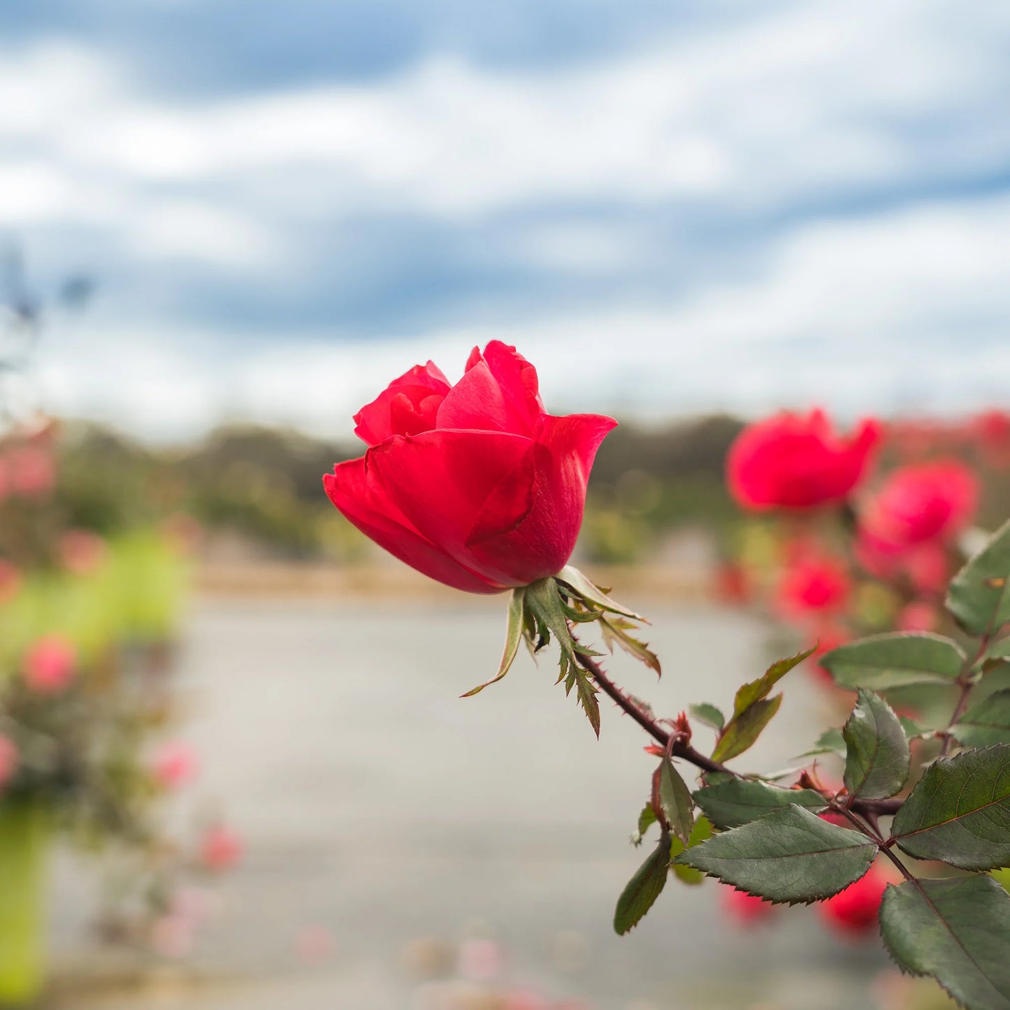 Double Red Knock Out® Rose Bush
