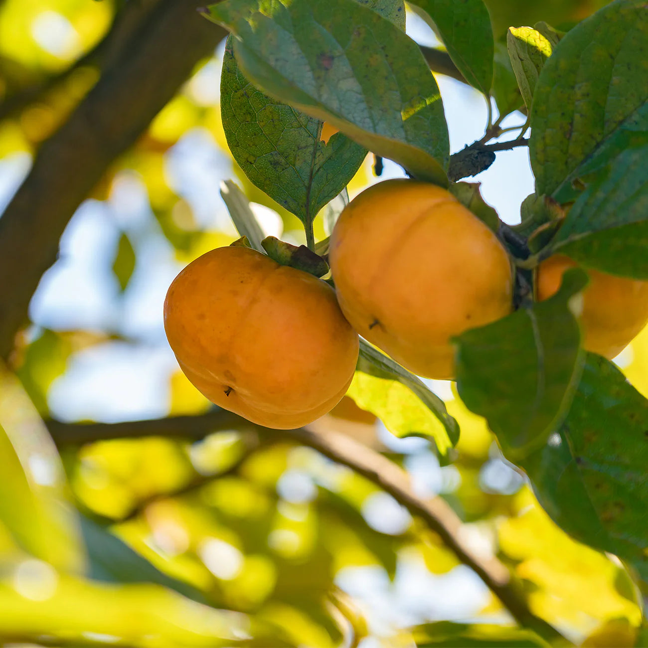 Fuyu Jiro Persimmon Tree