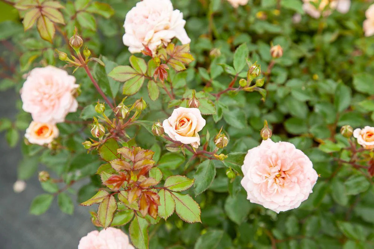 Apricot Drift® Rose Bush
