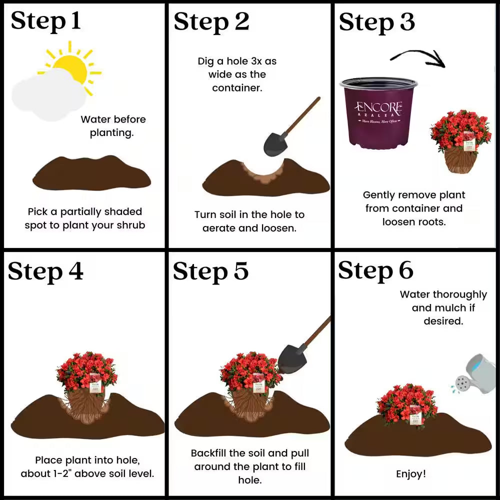 2 Gal. Autumn Embers Shrub with Semi Double Red-Orange Flowers