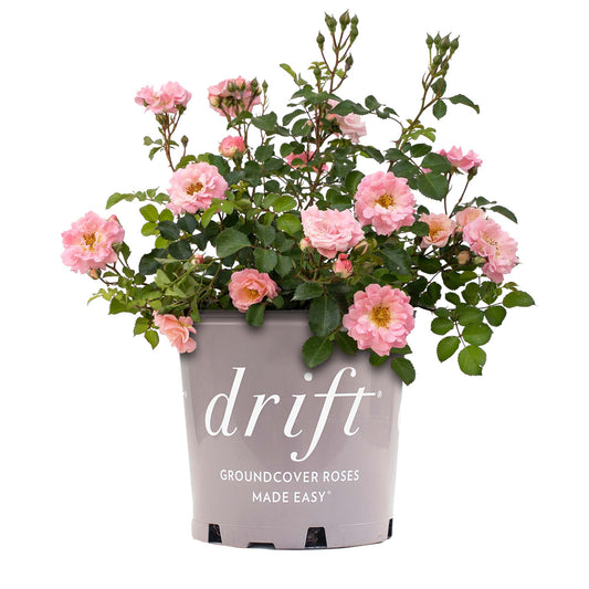 Blushing Drift® Rose Bush