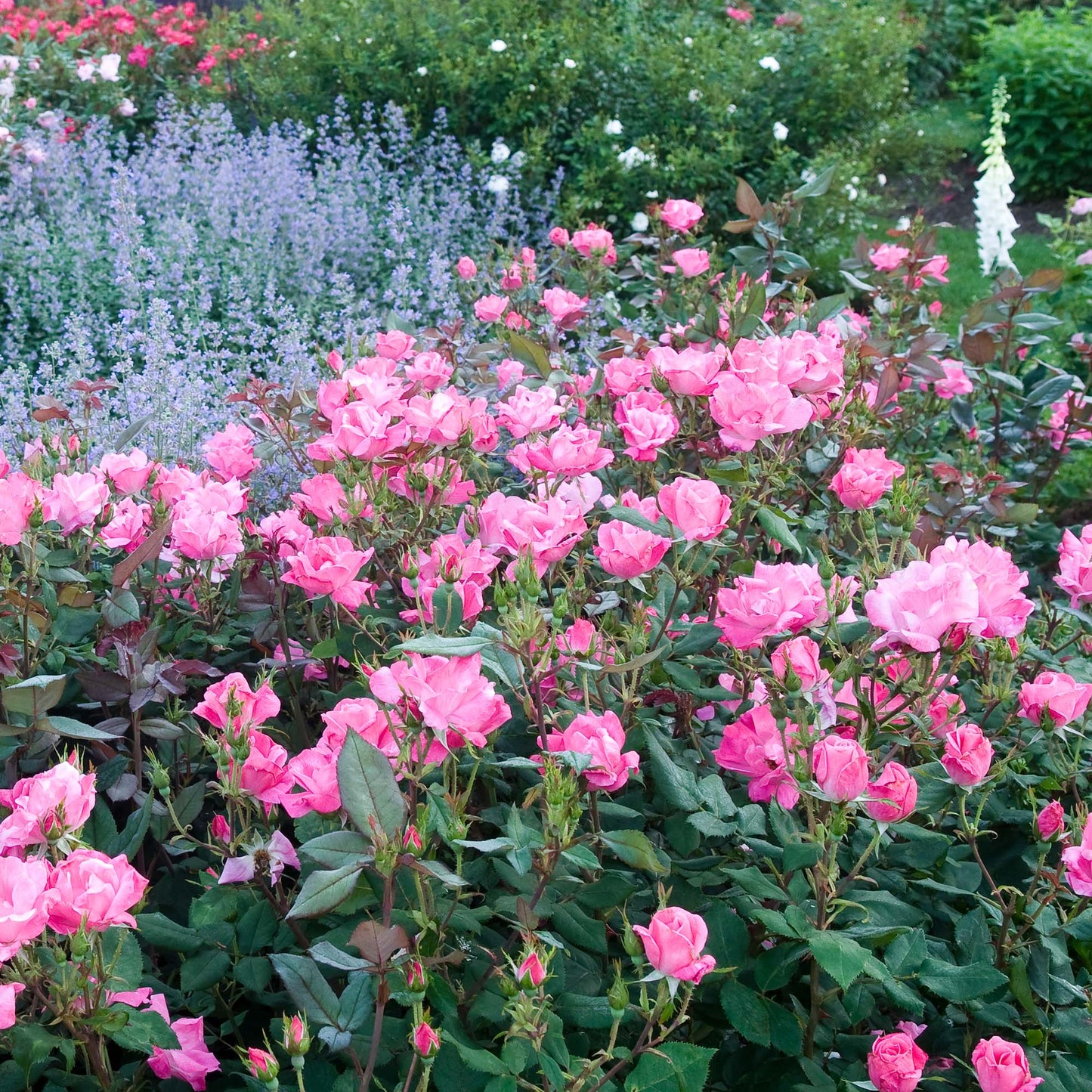 Pink Knock Out® Rose Bush