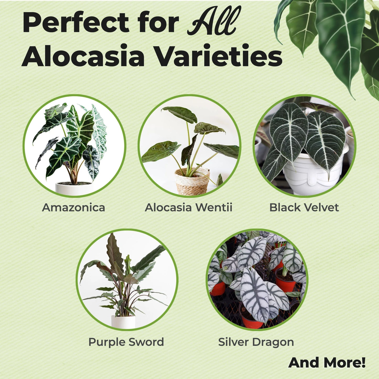 Alocasia Fertilizer Mist