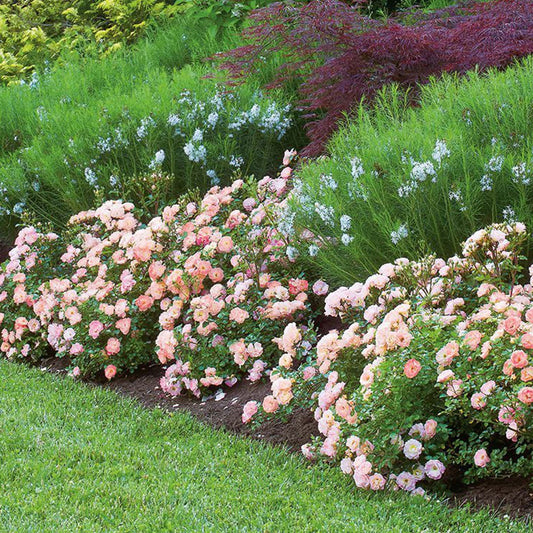 Peach Drift® Rose Bush