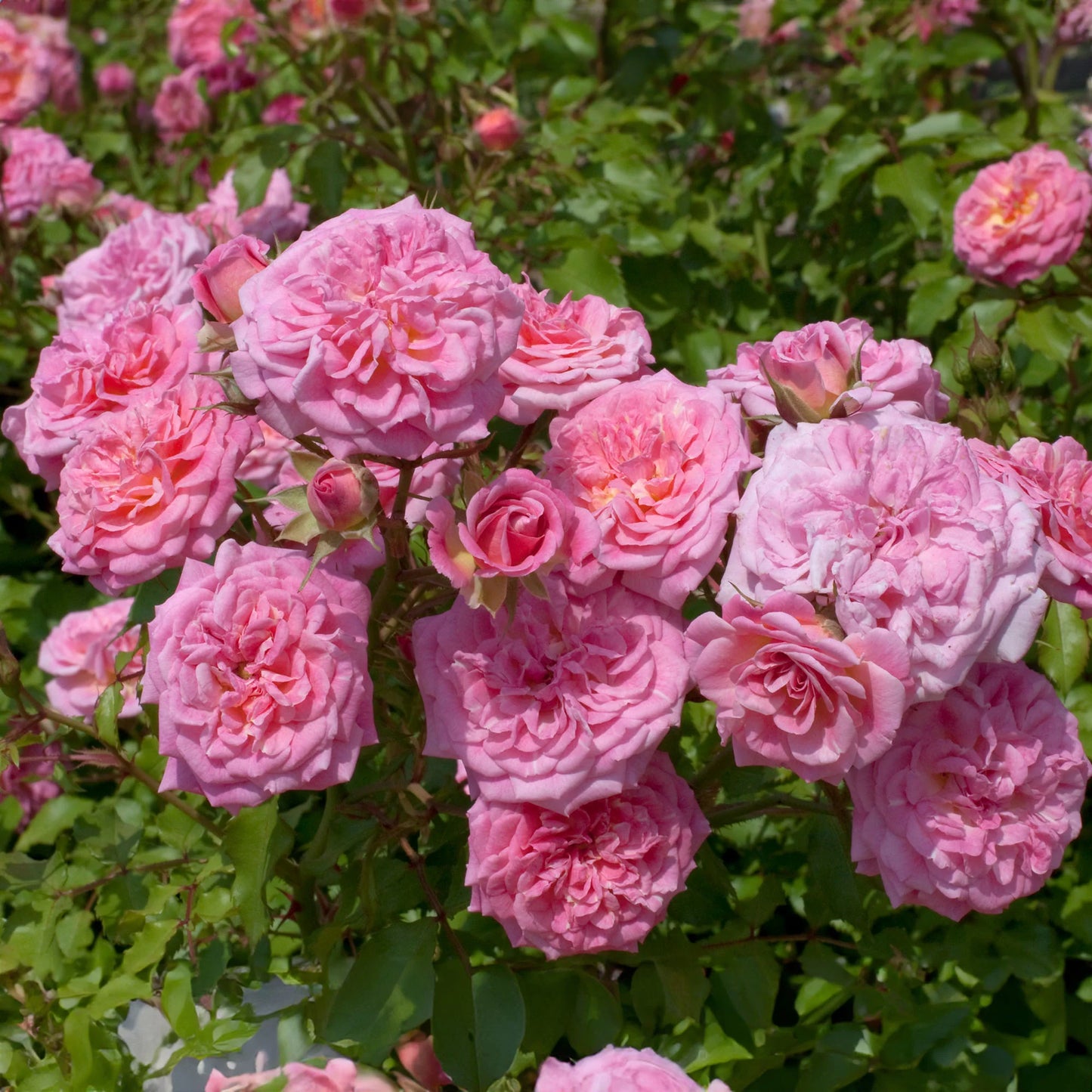 Sweet Drift® Rose Tree
