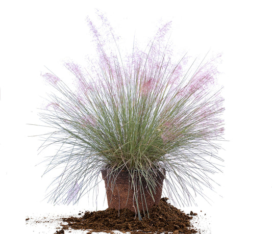 Dwarf Pink Muhly Grass Shrub