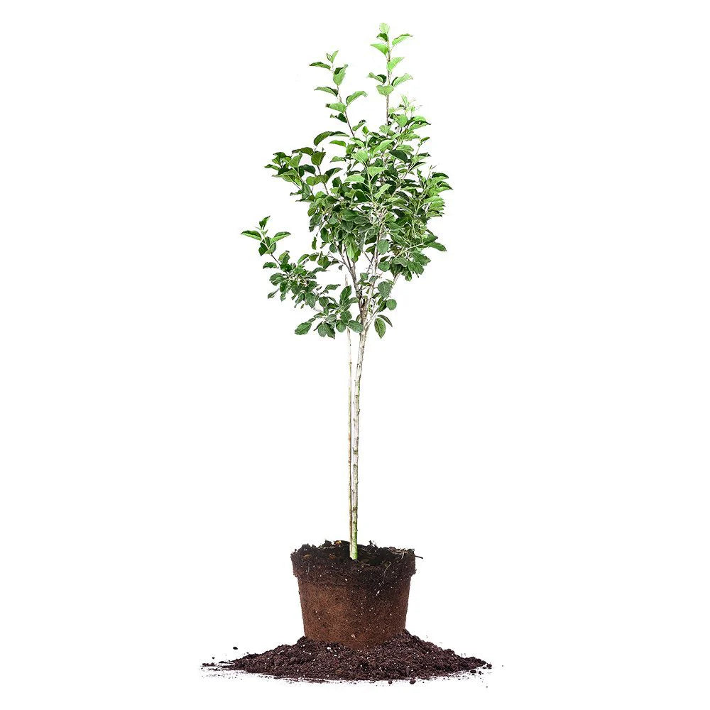 Dorsett Golden Apple Tree