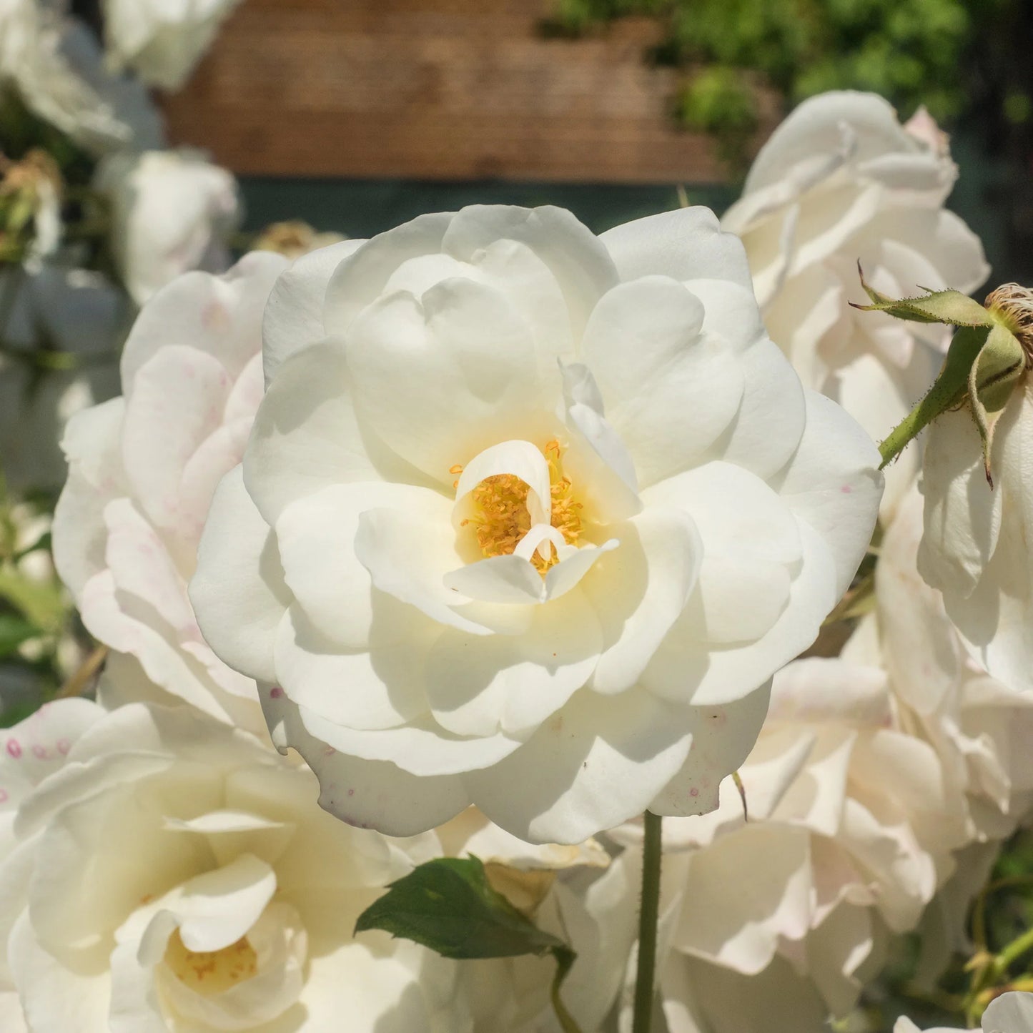 White Drift® Rose Bush