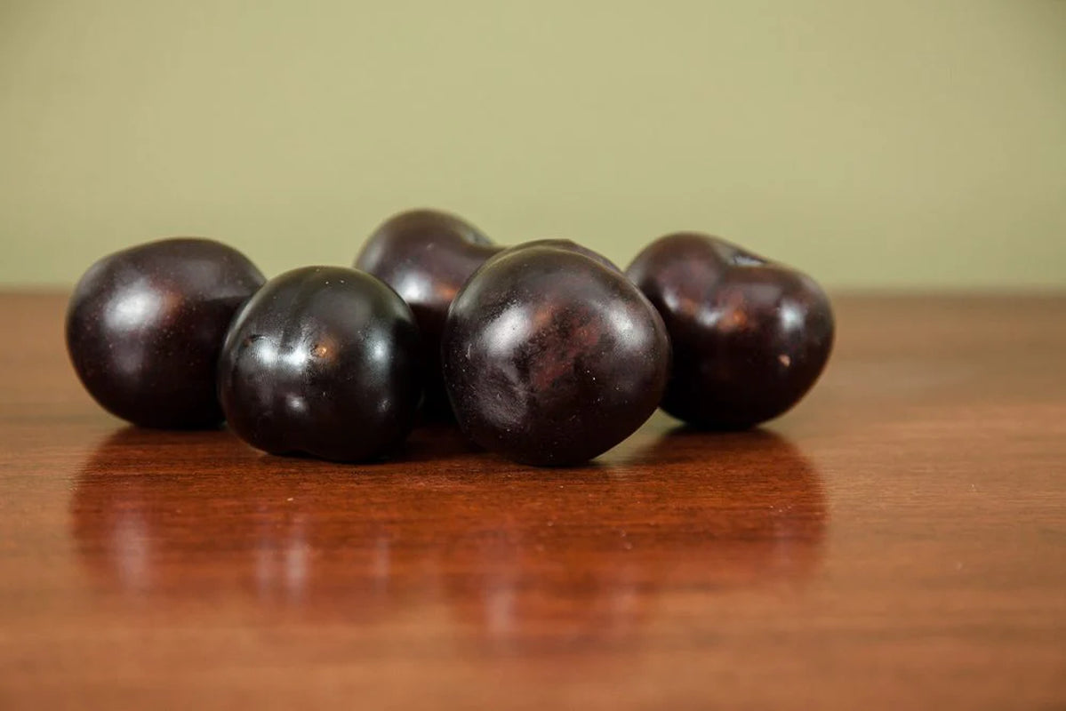 Methley Plum Tree