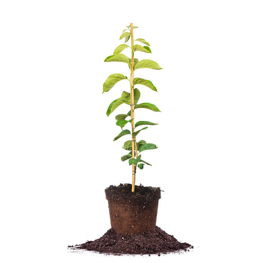 Giombo Persimmon Tree