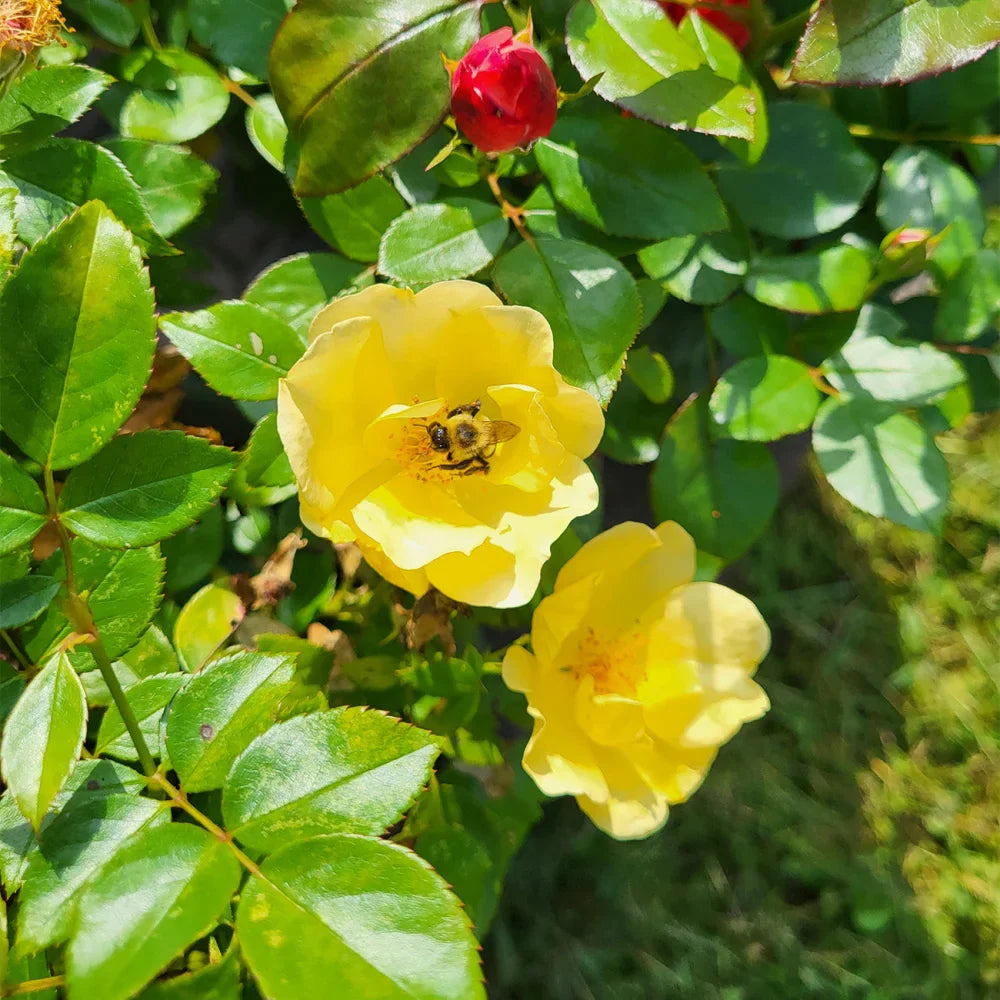 Easy Bee-Zy Knock Out® Rose Bush