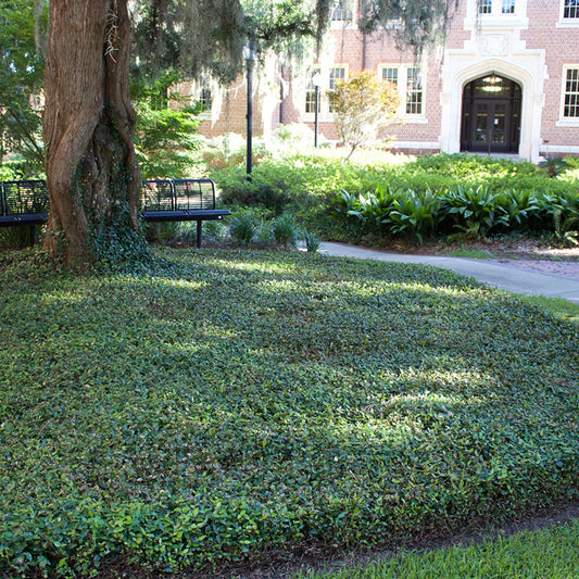 Asiatic Jasmine Shrub