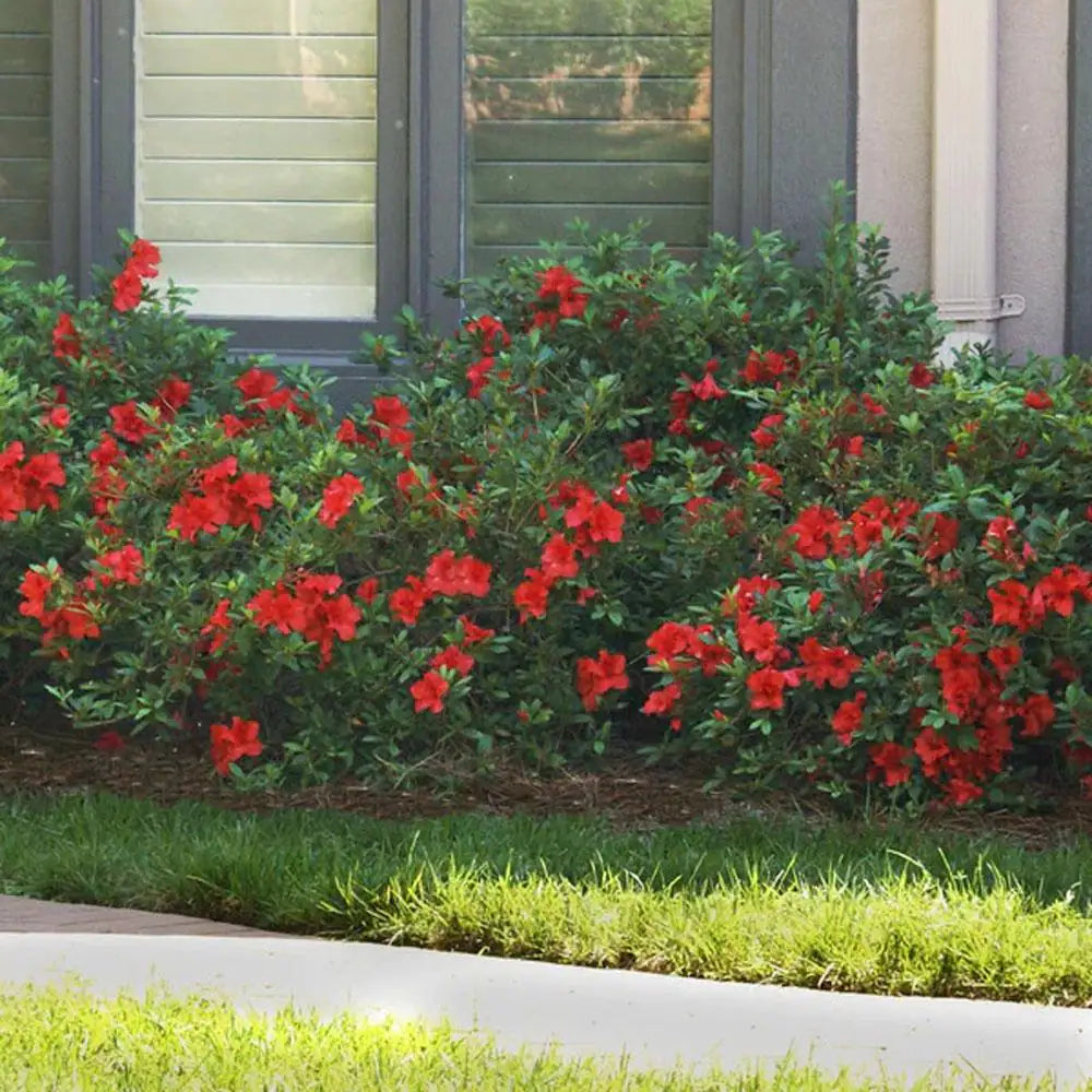 1 Gal. Autumn Bonfire Azalea Bush with Reblooming Red Flowers - Low-Maintenance Evergreen Shrub