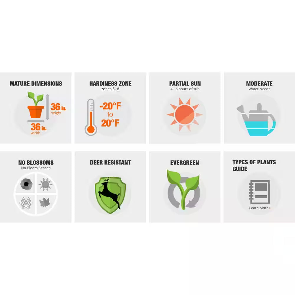 2.5 Gal - Wintergreen Boxwood, Live Shrub Plant, Glossy Dark Green Foliage