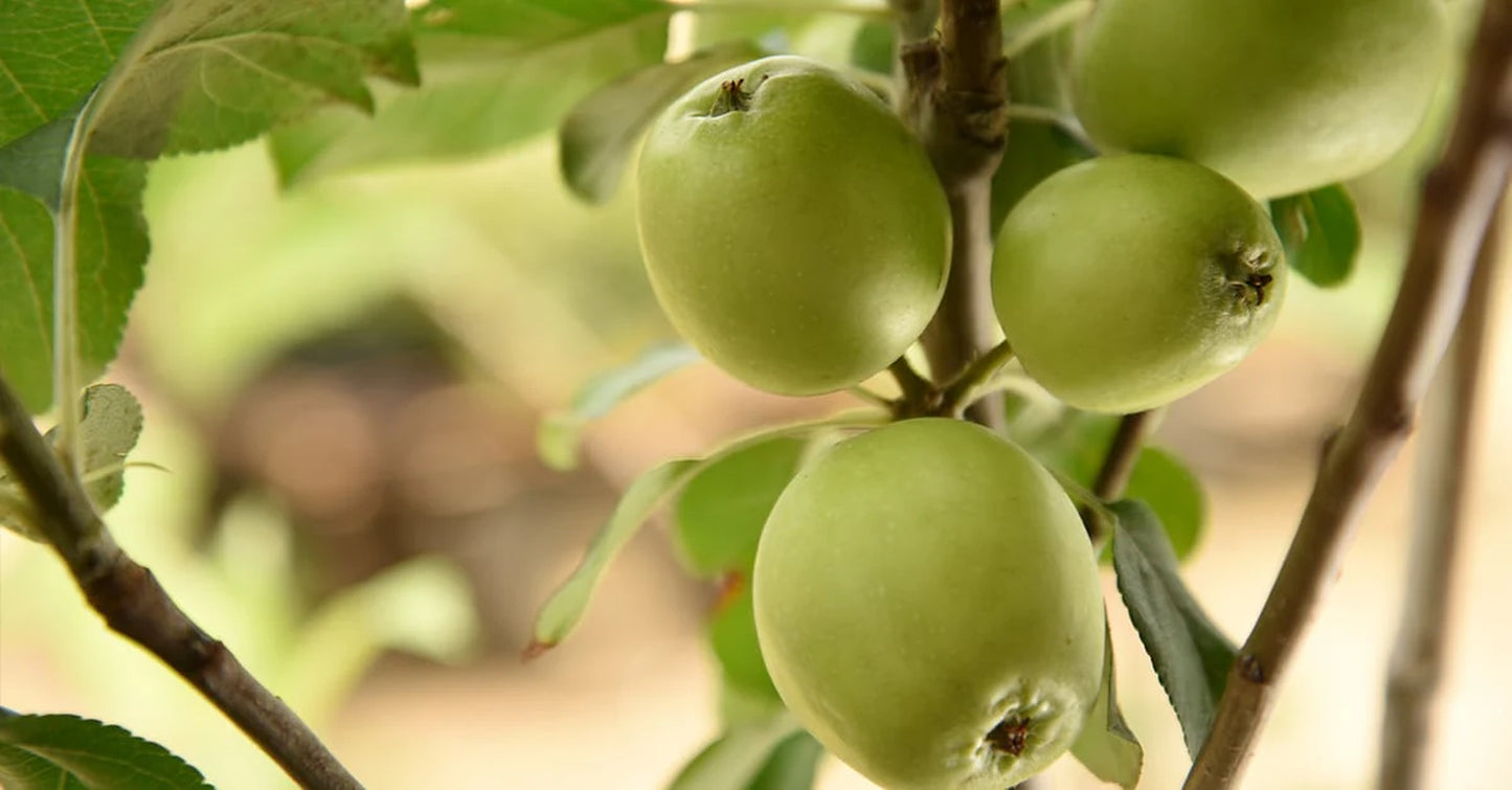 Dorsett Golden Apple Tree
