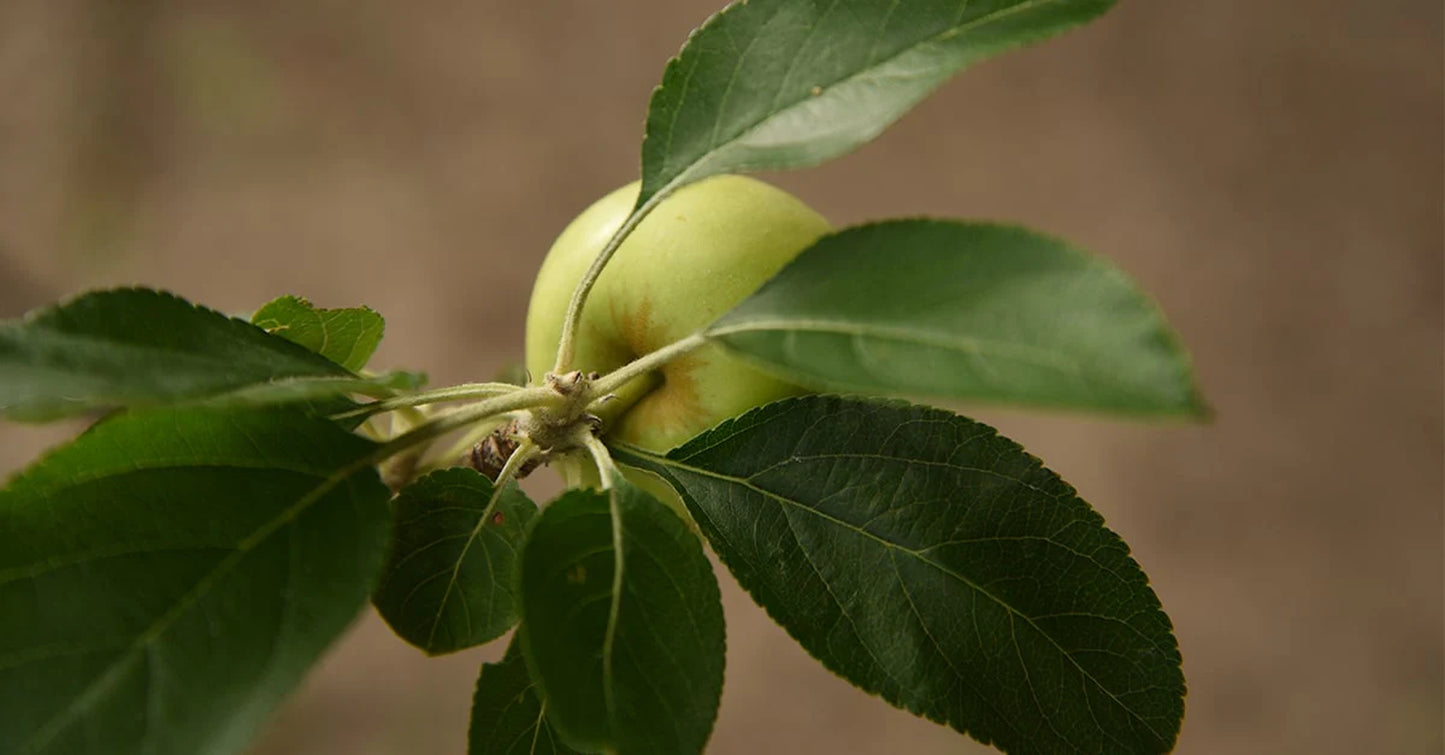 Dorsett Golden Apple Tree