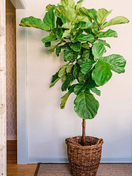 Fiddle Leaf Fig Fertilizer