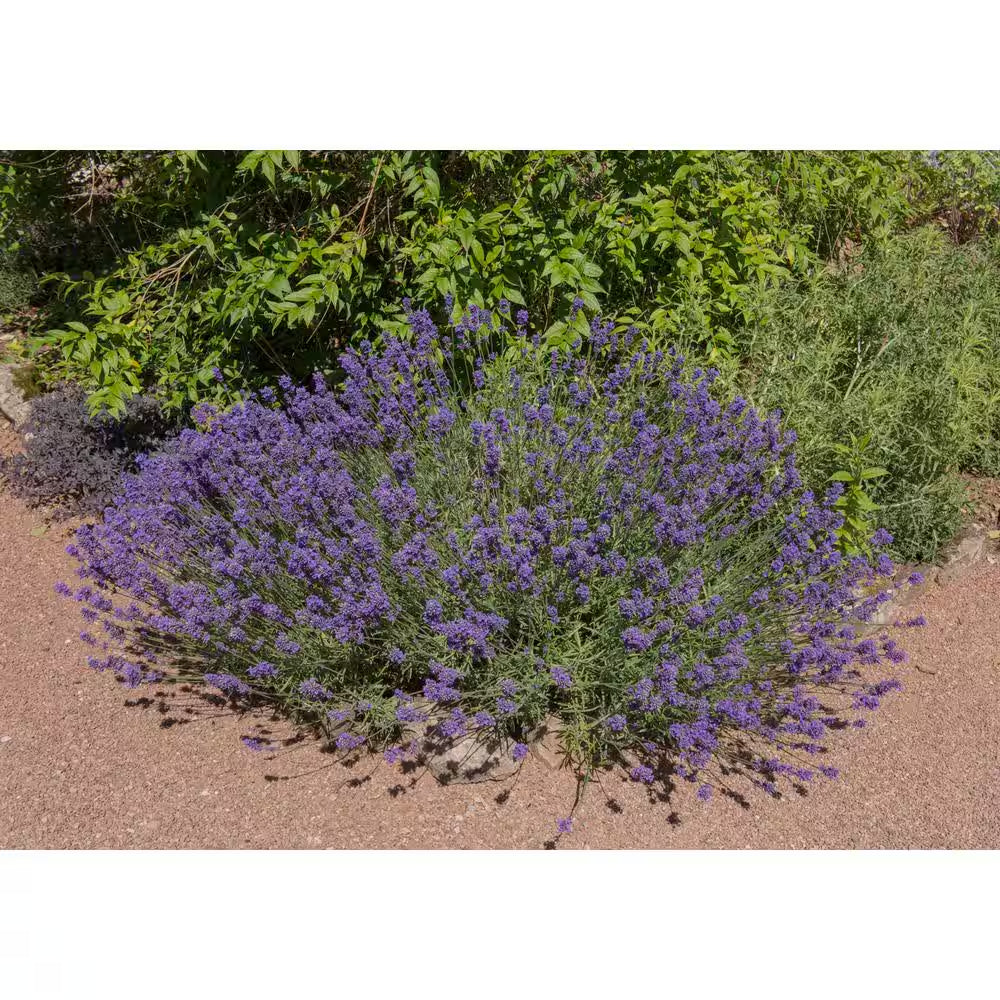 1 Gal. English Lavender Plant with Incredible Purple Color and Fragrance (2-Pack)