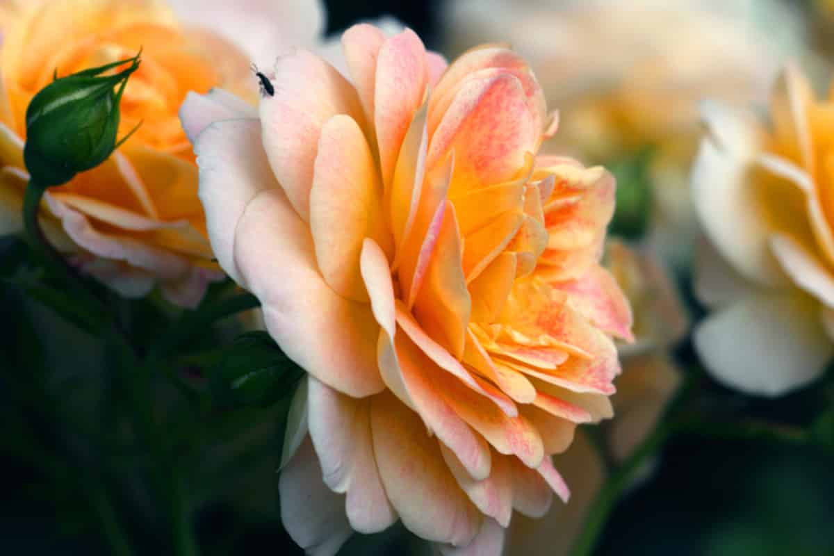 Peach Drift® Rose Tree