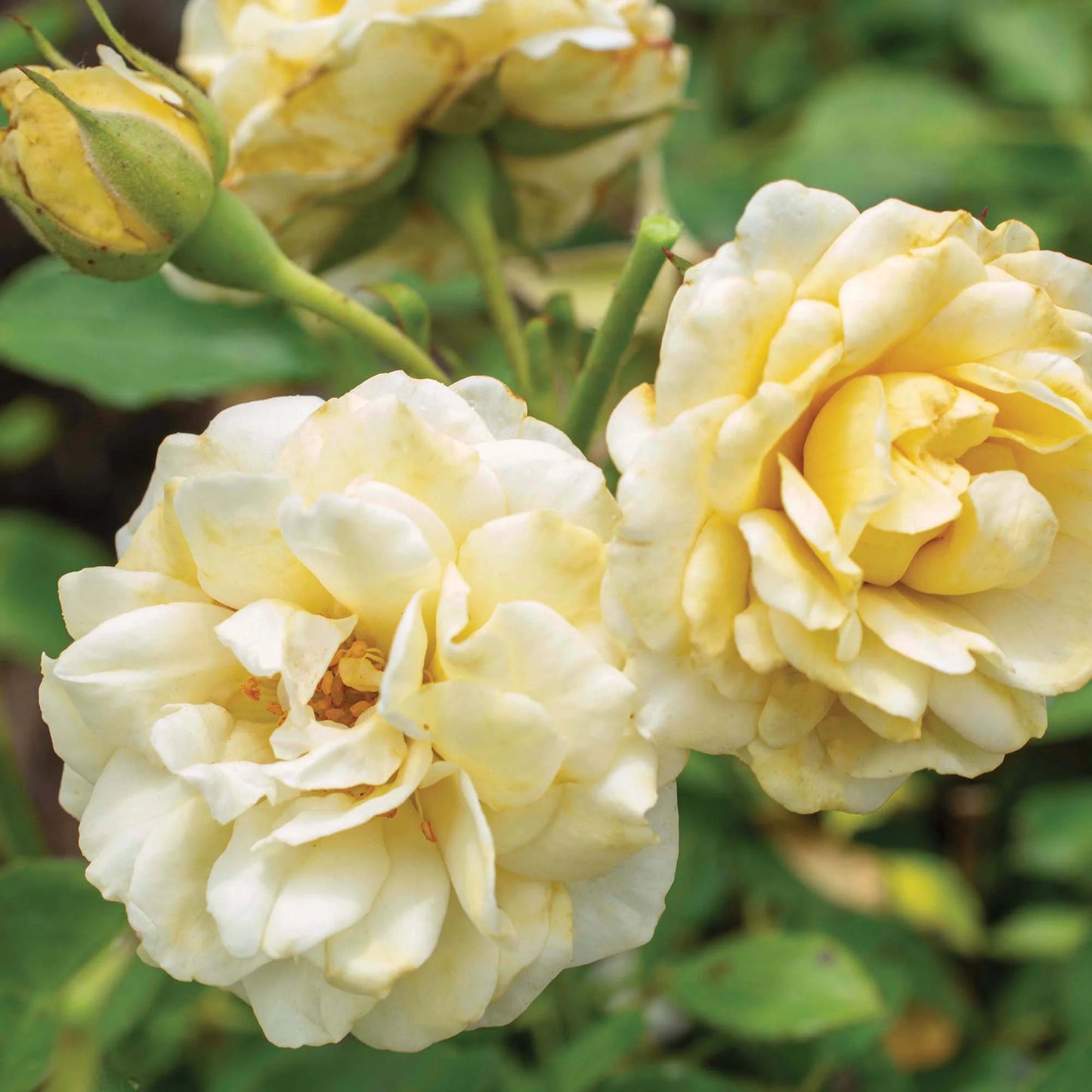 Buttercream Drift® Rose Bush