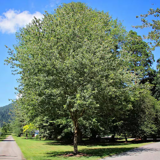 Red Maple Shade Tree