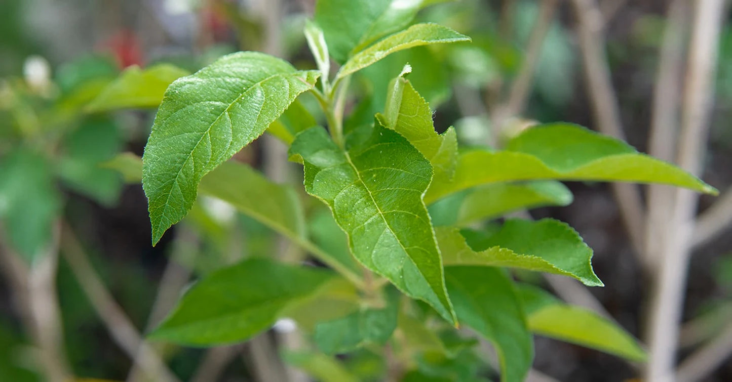 Dorsett Golden Apple Tree