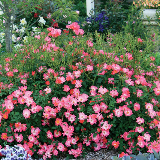 Pink Drift® Rose Bush