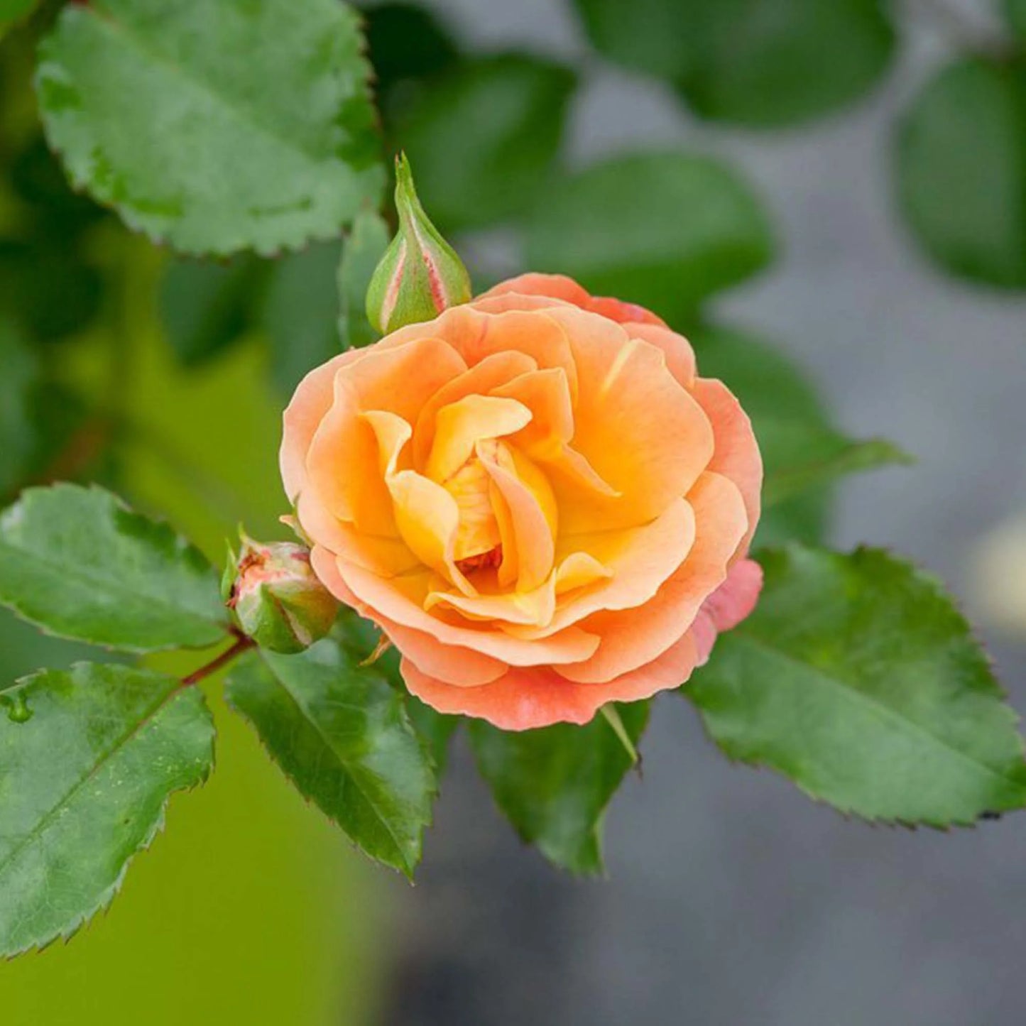 Peach Drift® Rose Bush
