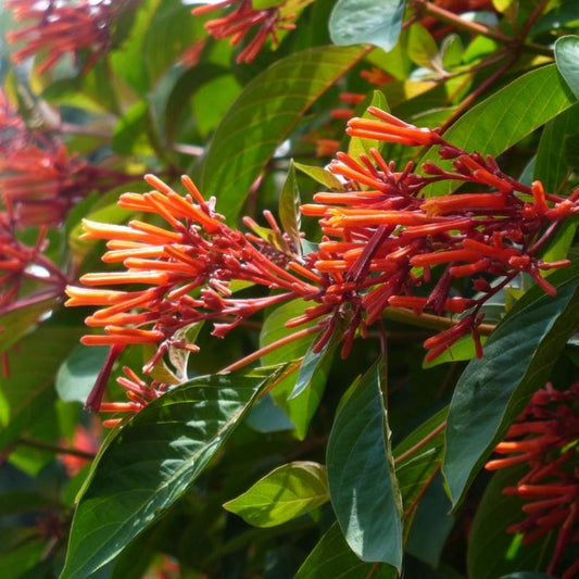 Firebush (Hamelia patens)
