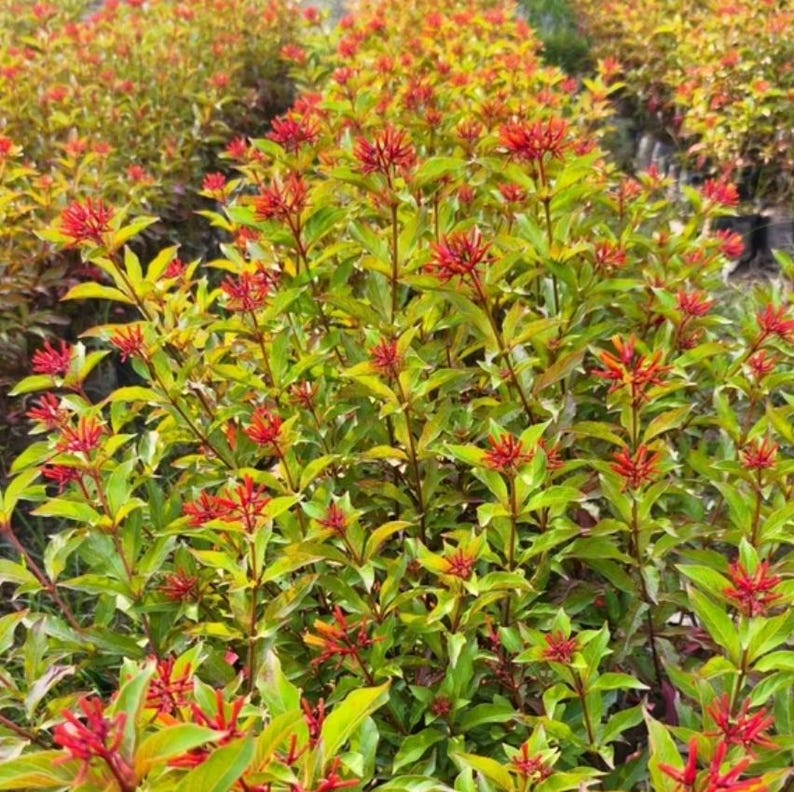 Firebush (Hamelia patens)
