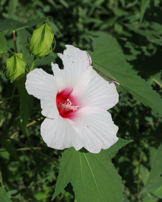 Halberd-leaf rosemallow