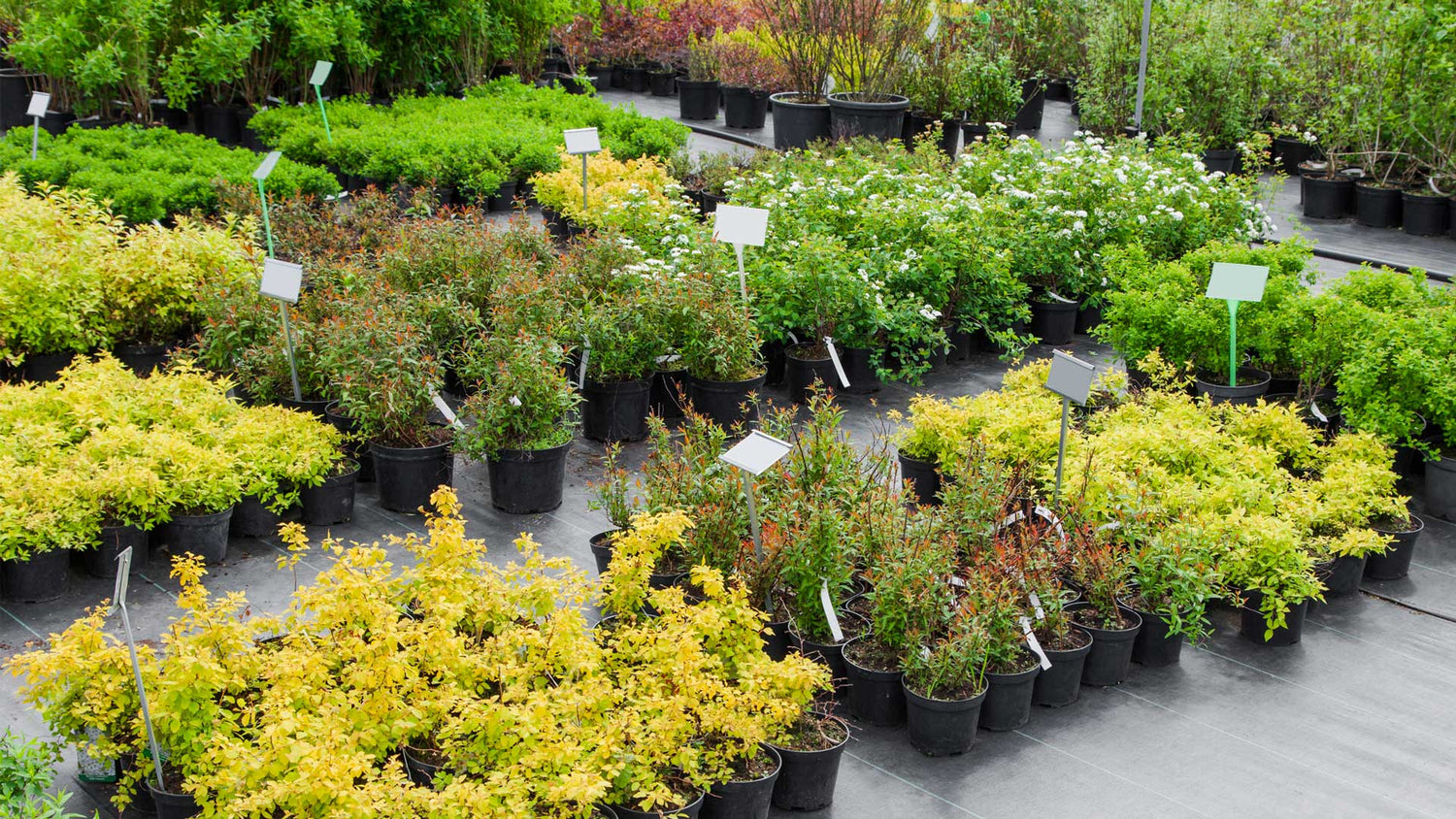 Plants Shrubs and Trees