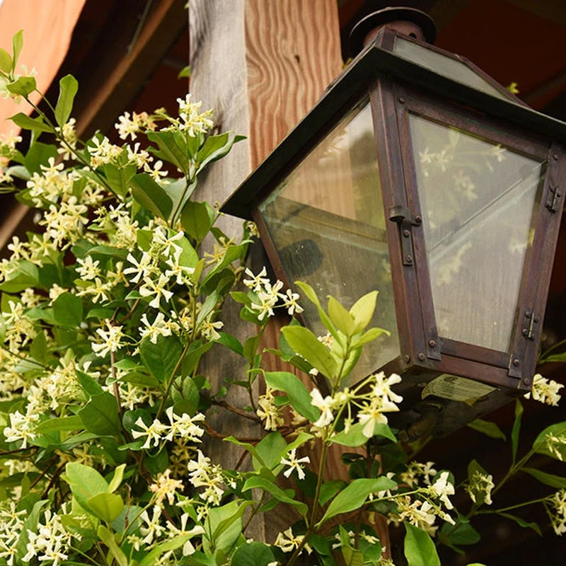 Star Jasmine Vine Shrub