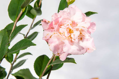Camellia High Fragrance