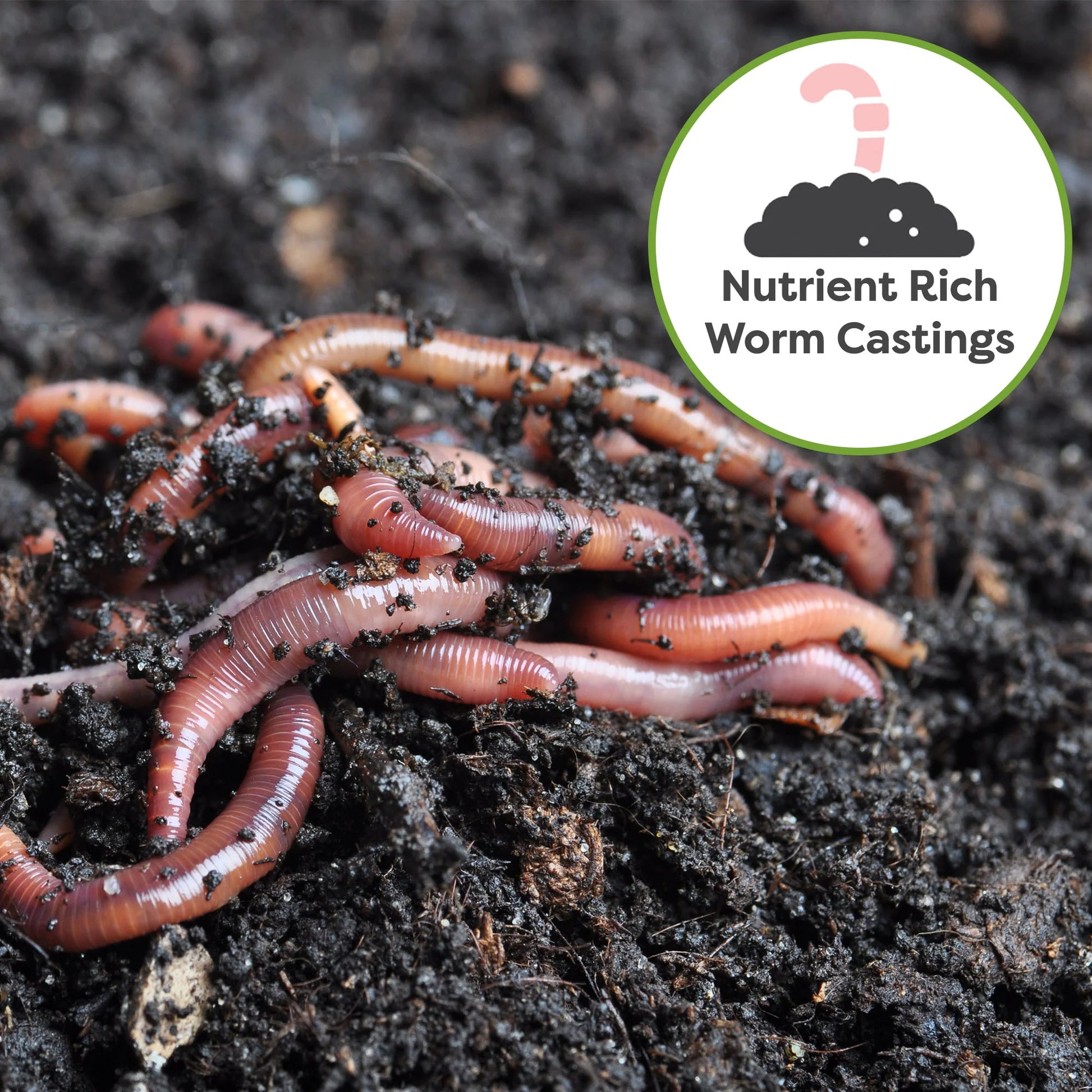 Avocado Potting Soil