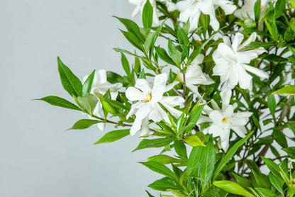 Frost Proof Gardenia Shrub