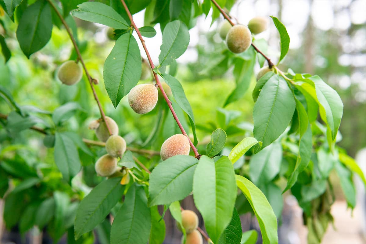Flordaking Peach Tree