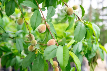 Flordaking Peach Tree