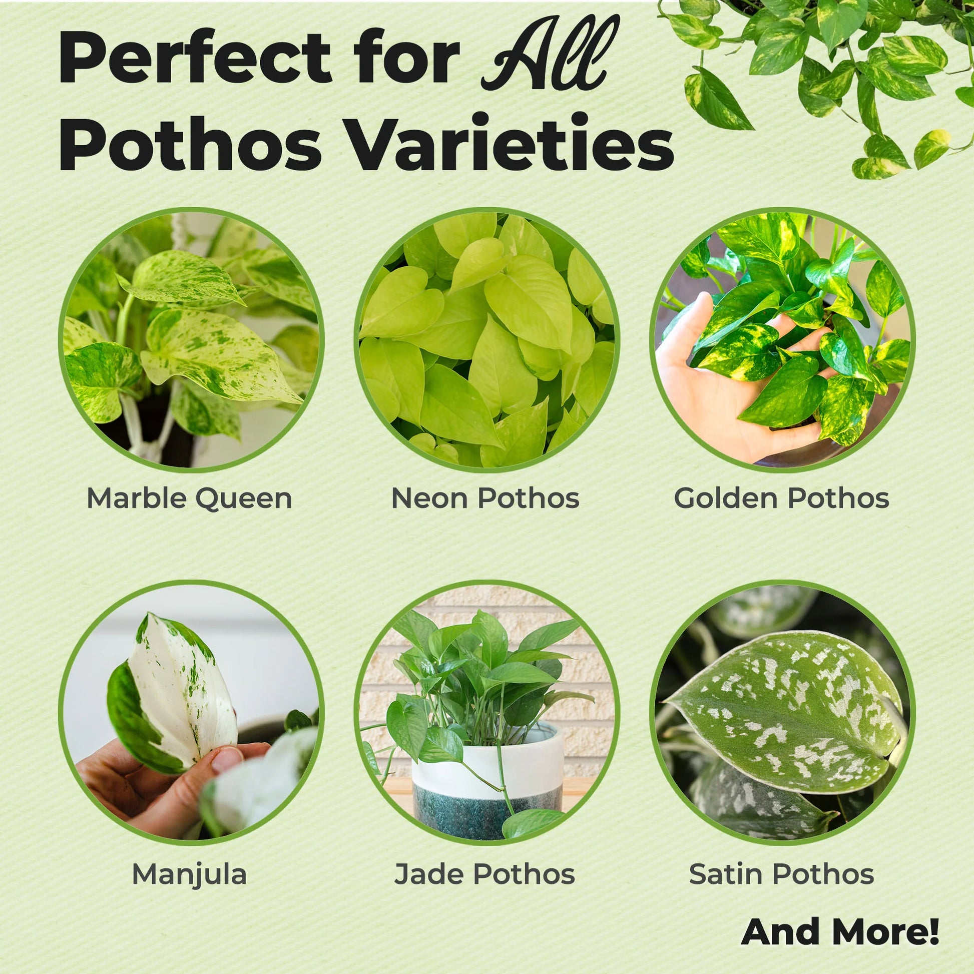 Liquid Mist Fertilizer for Pothos