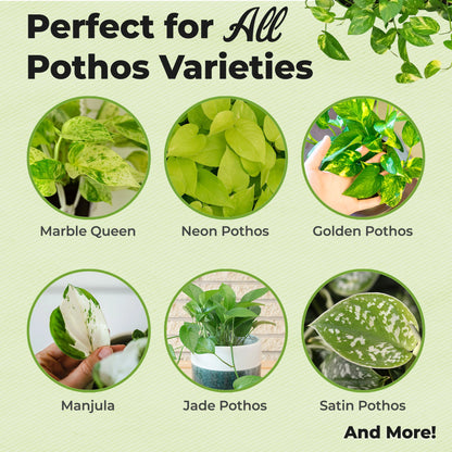 Liquid Mist Fertilizer for Pothos