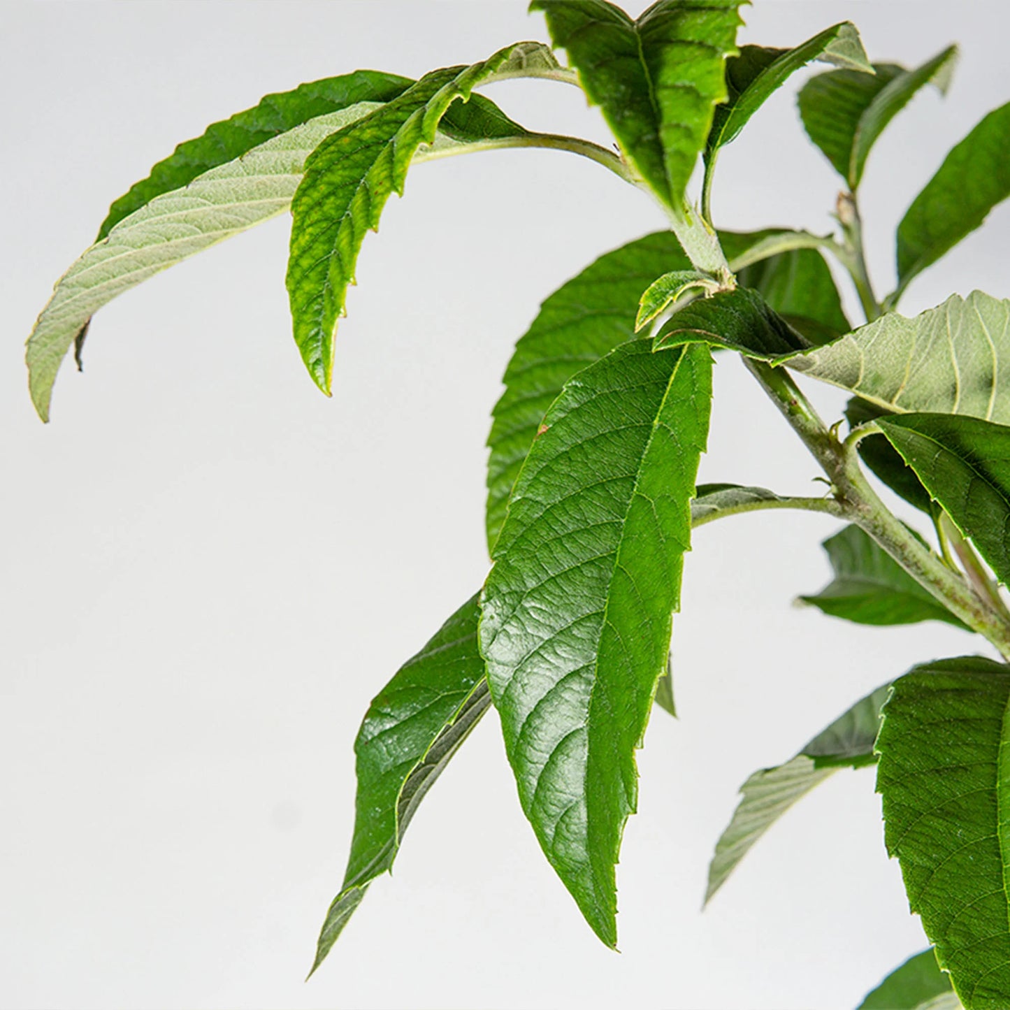Japanese Loquat Tree