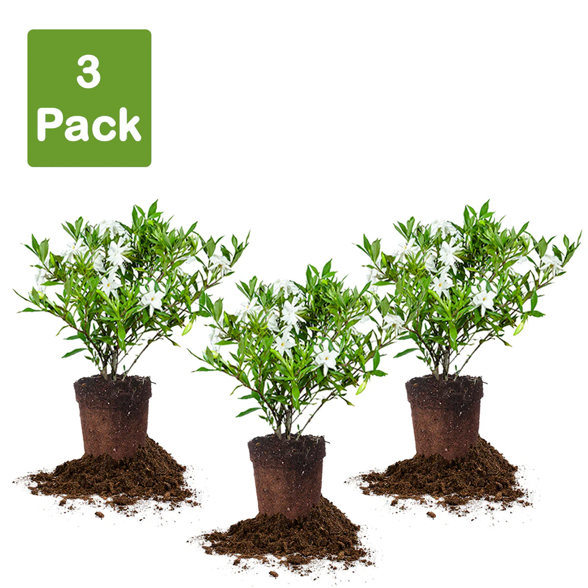 Frost Proof Gardenia Shrub